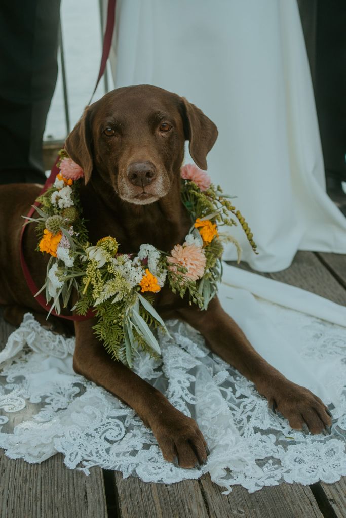 Port Townsend Florist - Doggie Garland